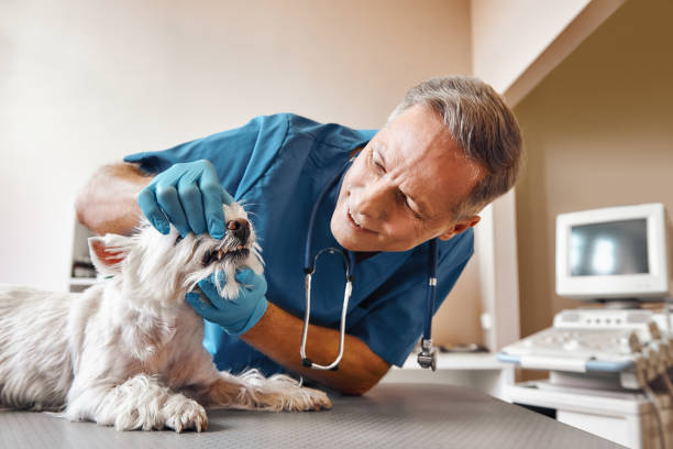 Best Emergency Dental Care for Trauma or Injury in Grants, NM